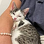 Plutonium is registered to the contest to win money with this photo: kitten, cat, sleepy, snuggling, person, arm, bracelet, pearl, white, gray, striped, fur, pet, indoor, closeup, cute, resting, cozy, animal, companion
