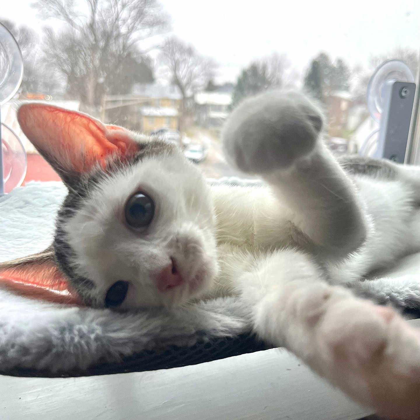 Plutonium joined the competition — help win amazing prizes! animal, cat, closeup, cozy, curious, daylight, ears, face, fur, gray, house, indoor, nature, paw, pet, resting, soft, trees, white, window