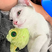 Plutonium is registered to the contest to win money with this photo: cat, plush_toy, frog, snuggling, close_up, white_cat, gray_cat, person, blue_heart_emoji, soft_texture, furry, cute, pet, indoor, cozy, resting, pink_nose, whiskers, human_arm, blanket