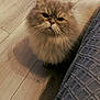 Mr Tinkles is registered to the contest to win money with this photo: cat, persian_cat, fluffy, long_hair, fur, whiskers, pet, indoor, hardwood_floor, bedspread, textured_fabric, shadow, closeup, portrait, looking_up, curious, eyes, nose, paws, cozy