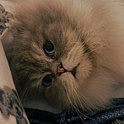 Mr Tinkles joined the competition — help win amazing prizes! cat, pet, close_up, fluffy, long_hair, blue_eyes, whiskers, pink_nose, portrait, indoors, blanket, bedding, cute, fur, face, looking_up, soft_texture, sleepy, mammal, feline