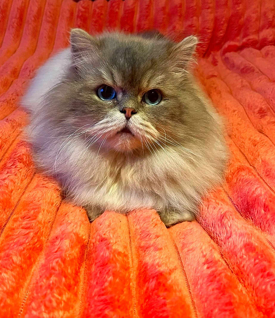 Mr Tinkles is registered to the contest to win money with this photo: cat, persian_cat, long_hair, fluffy, fur, pet, whiskers, big_eyes, close_up, portrait, blanket, orange_blanket, cozy, indoor, sitting, cute, pink, soft_texture, home_decor, adorable