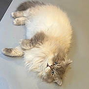 Mr Tinkles is registered to the contest to win money with this photo: blue_eyes, cat, cute, floor_mat, fluffy, fur, indoor, kitten, long_hair, lying_down, nose, paw, persian_cat, pet, portrait, relaxed, soft, tail, upside_down, whiskers