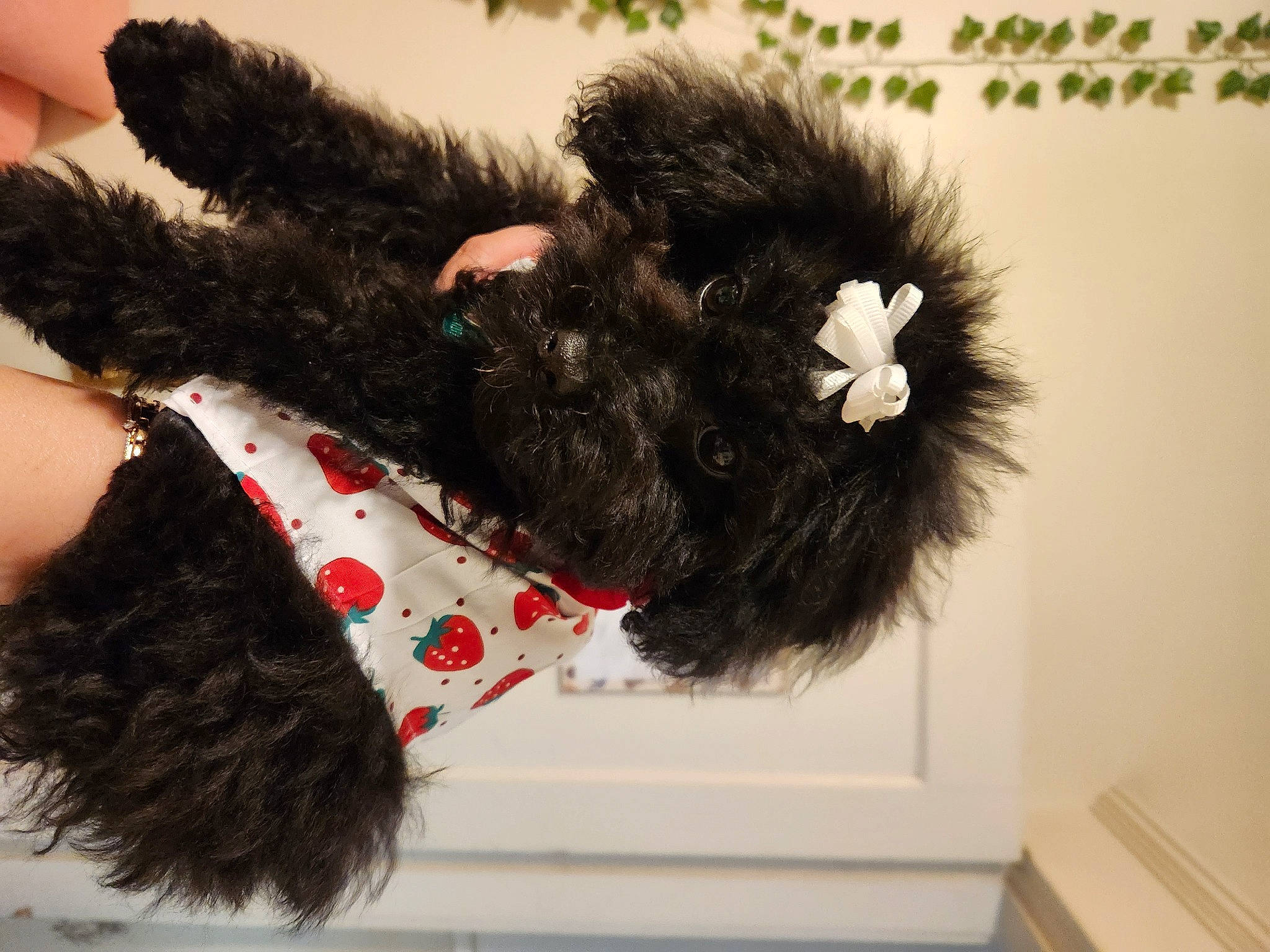 Mia is registered to the contest to win money with this photo: bow_tie, canidae, companion_dog, costume_accessory, dog_breed, fashion_accessory, fashion_design, fur, gesture, hand, headgear, natural_material, tail, terrestrial_animal, toy, wool, wrist