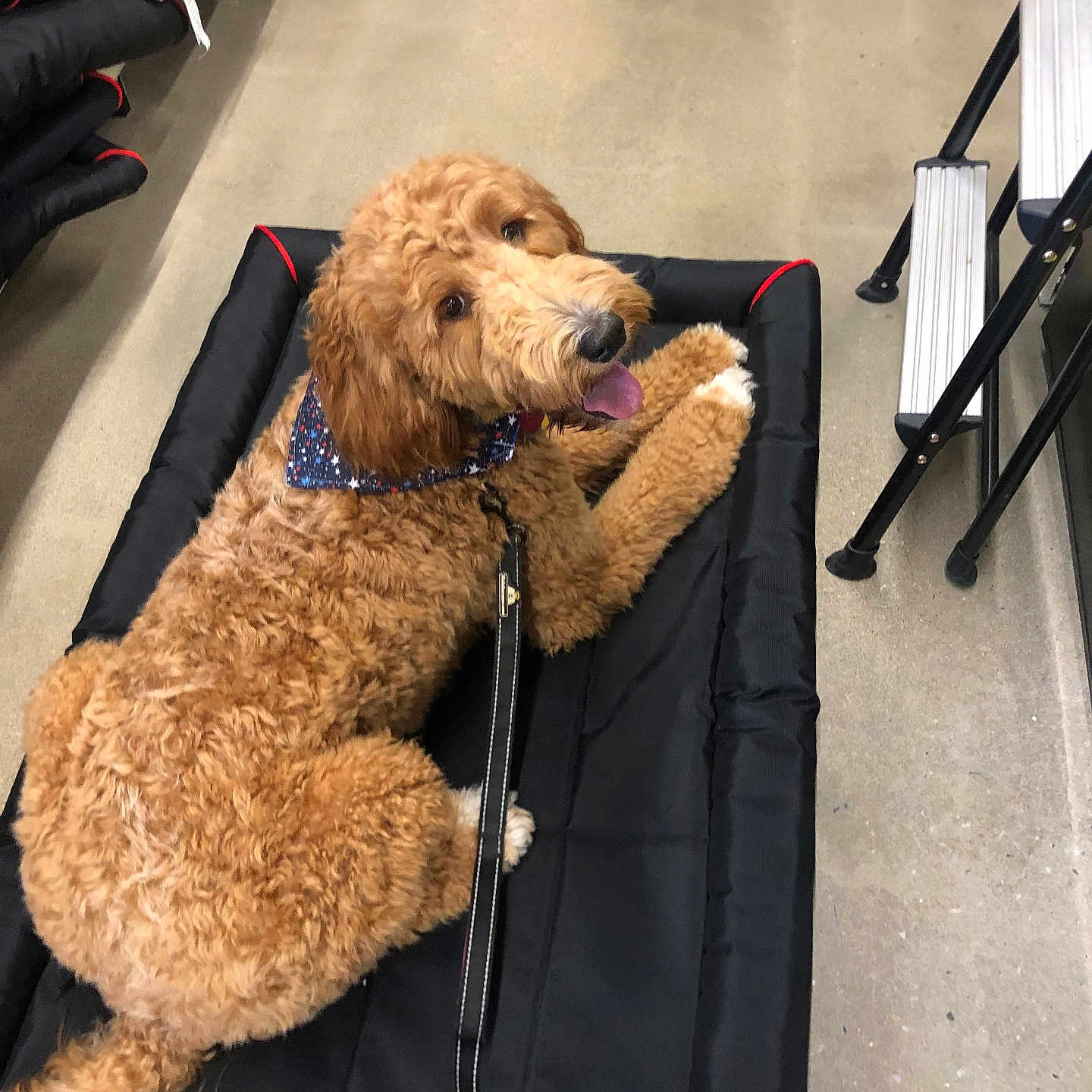 Jaxon is registered to the contest to win money with this photo: animal, baggage, canine, dog, dogbed, fitness, furniture, person, pet, pilates, policedog, poodle, puppy, sleeping, sport, terrier, workingout