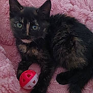 Kitty participe au concours pour gagner de l'argent avec cette photo : kitten, cat, tortoiseshell, toy, ball, blanket, pink, fur, pet, animal, cute, playful, indoor, resting, paw, tail, young, curious, feline, cozy