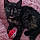 Kitty
