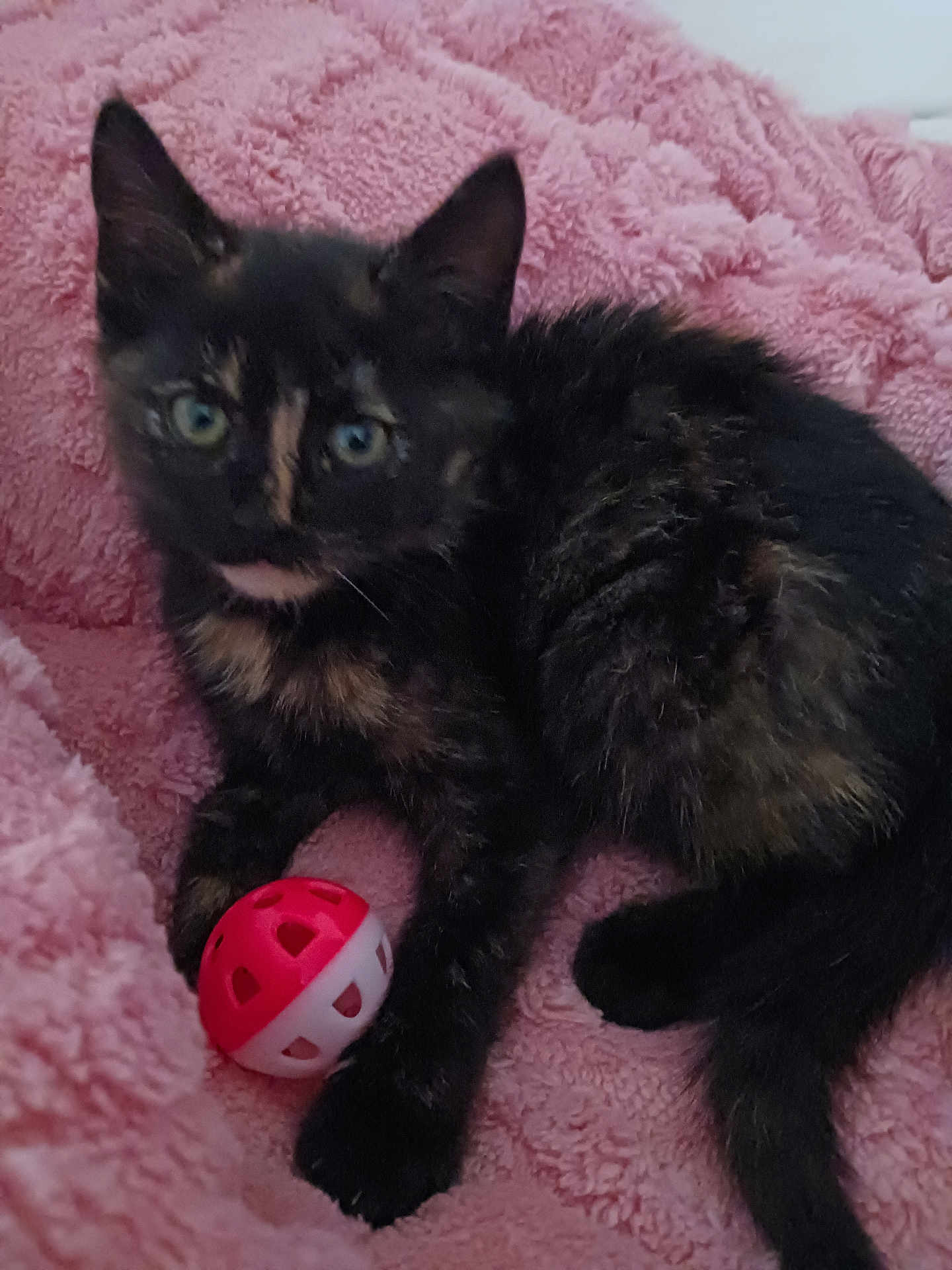 Kitty participe au concours pour gagner de l'argent avec cette photo : kitten, cat, tortoiseshell, toy, ball, blanket, pink, fur, pet, animal, cute, playful, indoor, resting, paw, tail, young, curious, feline, cozy