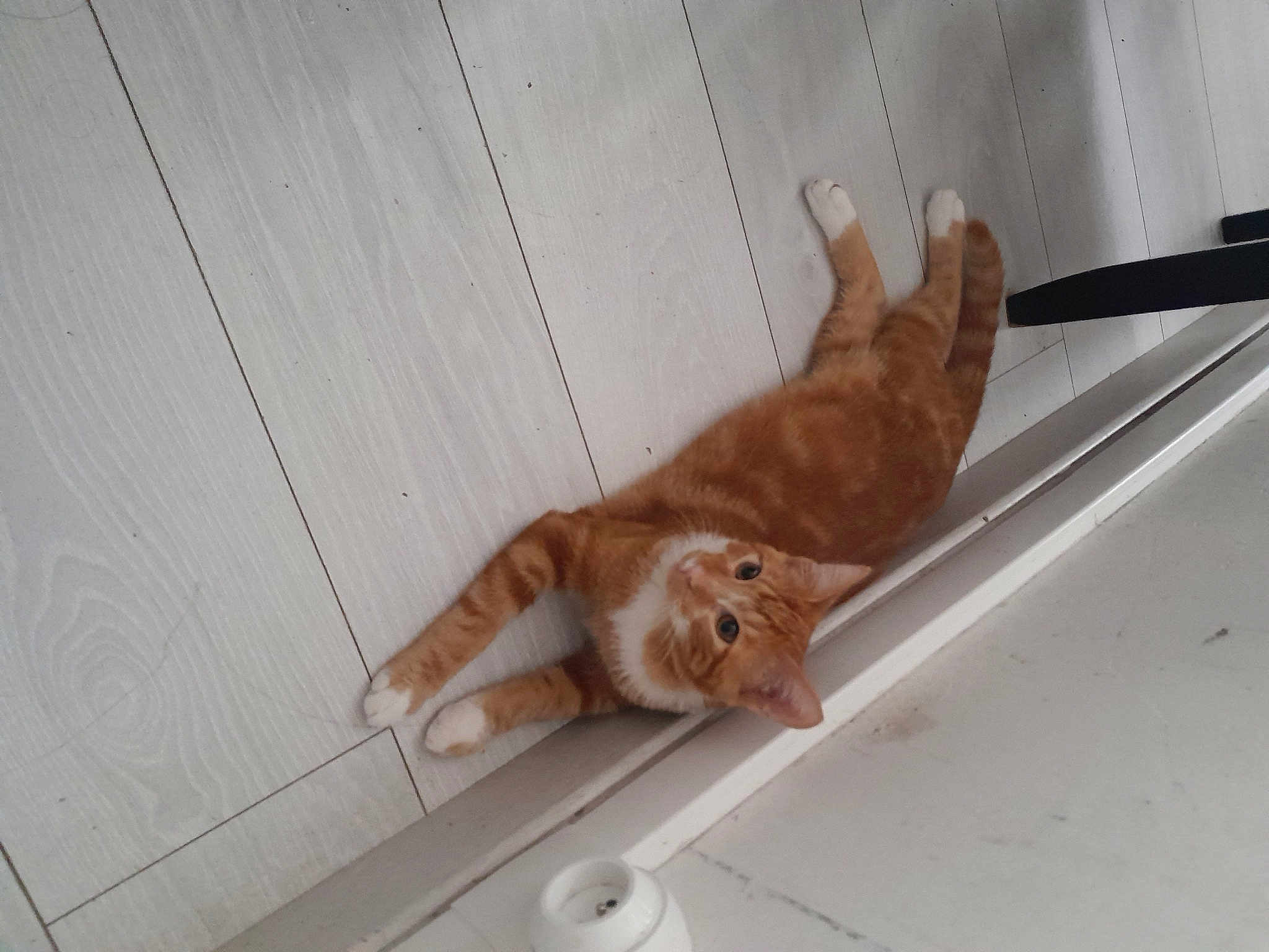 Garfield