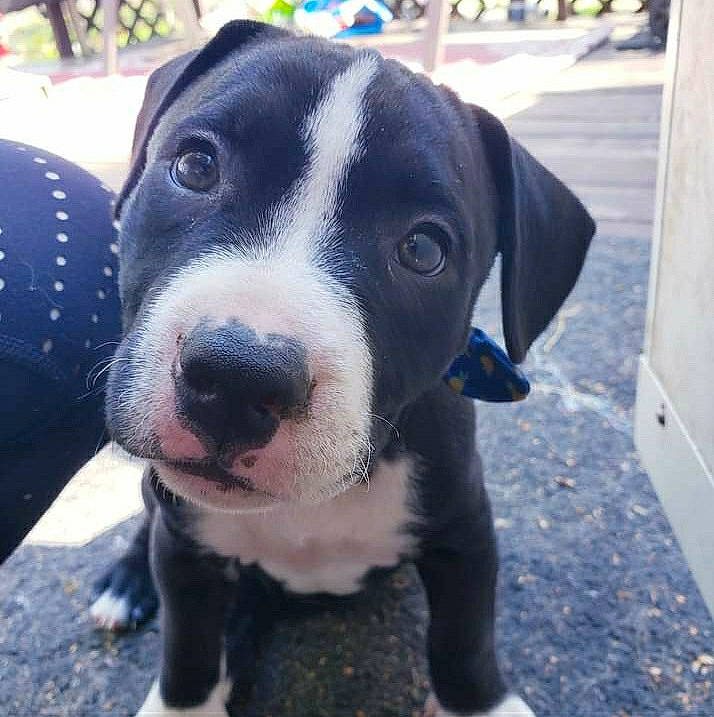 Oero joined the competition — help win amazing prizes! canidae, carnivore, cloud, collar, companion_dog, dog, dog_breed, electric_blue, hunting_dog, mammal, metal, non_sporting_group, snout, whiskers, working_animal