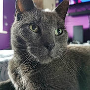 Basil joined the competition — help win amazing prizes! animal, bed, cat, close_up, domestic, feline, fur, green_eyes, grey_cat, home, indoor, mammal, pet, portrait, purple_wall, relaxed, resting, television, whiskers, window_light