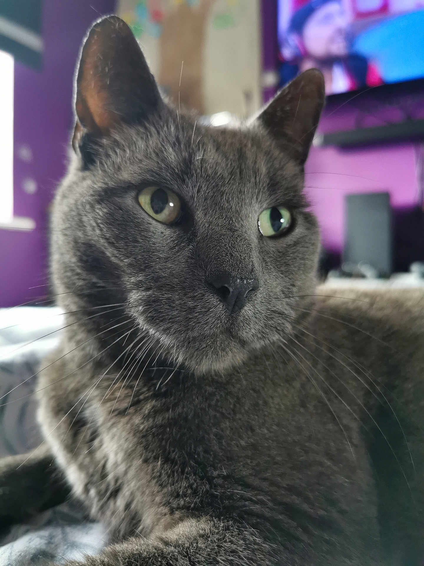 Basil joined the competition — help win amazing prizes! animal, bed, cat, close_up, domestic, feline, fur, green_eyes, grey_cat, home, indoor, mammal, pet, portrait, purple_wall, relaxed, resting, television, whiskers, window_light