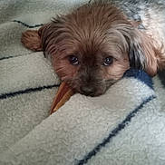 Molly joined the competition — help win amazing prizes! dog, small_dog, fluffy, pet, blanket, cozy, cute, fur, animal, resting, sleepy, indoors, soft_texture, brown_fur, black_fur, close_up, face, lying_down, companion, relaxed