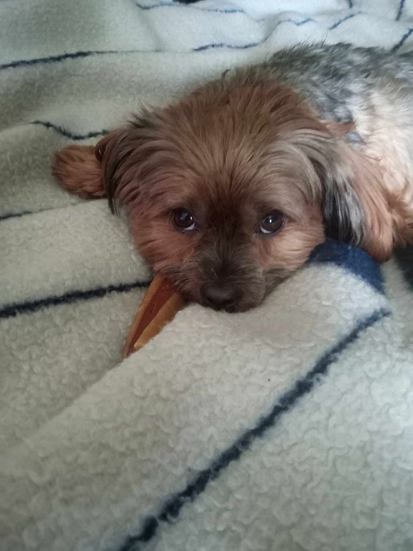 Molly joined the competition — help win amazing prizes! dog, small_dog, fluffy, pet, blanket, cozy, cute, fur, animal, resting, sleepy, indoors, soft_texture, brown_fur, black_fur, close_up, face, lying_down, companion, relaxed