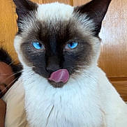 Stewie joined the competition — help win amazing prizes! animal, blue_eyes, cat, close_up, cute, domestic_animal, ears, face, feline, fur, home, indoor, licking, person, pet, playful, siamese, tongue_out, whiskers, wooden_door