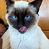 animal, blue_eyes, cat, close_up, cute, domestic_animal, ears, face, feline, fur, home, indoor, licking, person, pet, playful, siamese, tongue_out, whiskers, wooden_door