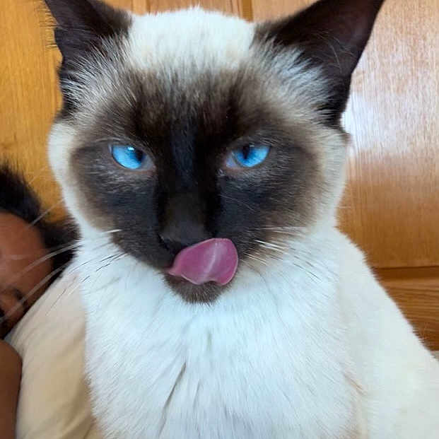 Stewie