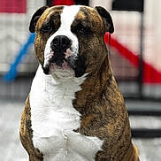 Pokka participe au concours pour gagner de l'argent avec cette photo : dog, brindle_coat, white_chest, portrait, pet, sitting, outdoor, shallow_depth_of_field, blurred_background, fence, red_slide, blue_element, nose, ears, whiskers, dark_eyes, muscular, close_up, adorable, stoic_expression