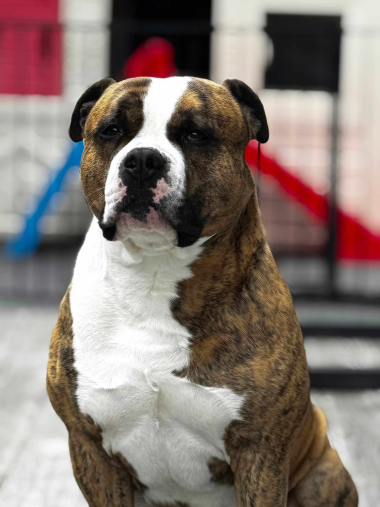 Pokka participe au concours pour gagner de l'argent avec cette photo : dog, brindle_coat, white_chest, portrait, pet, sitting, outdoor, shallow_depth_of_field, blurred_background, fence, red_slide, blue_element, nose, ears, whiskers, dark_eyes, muscular, close_up, adorable, stoic_expression