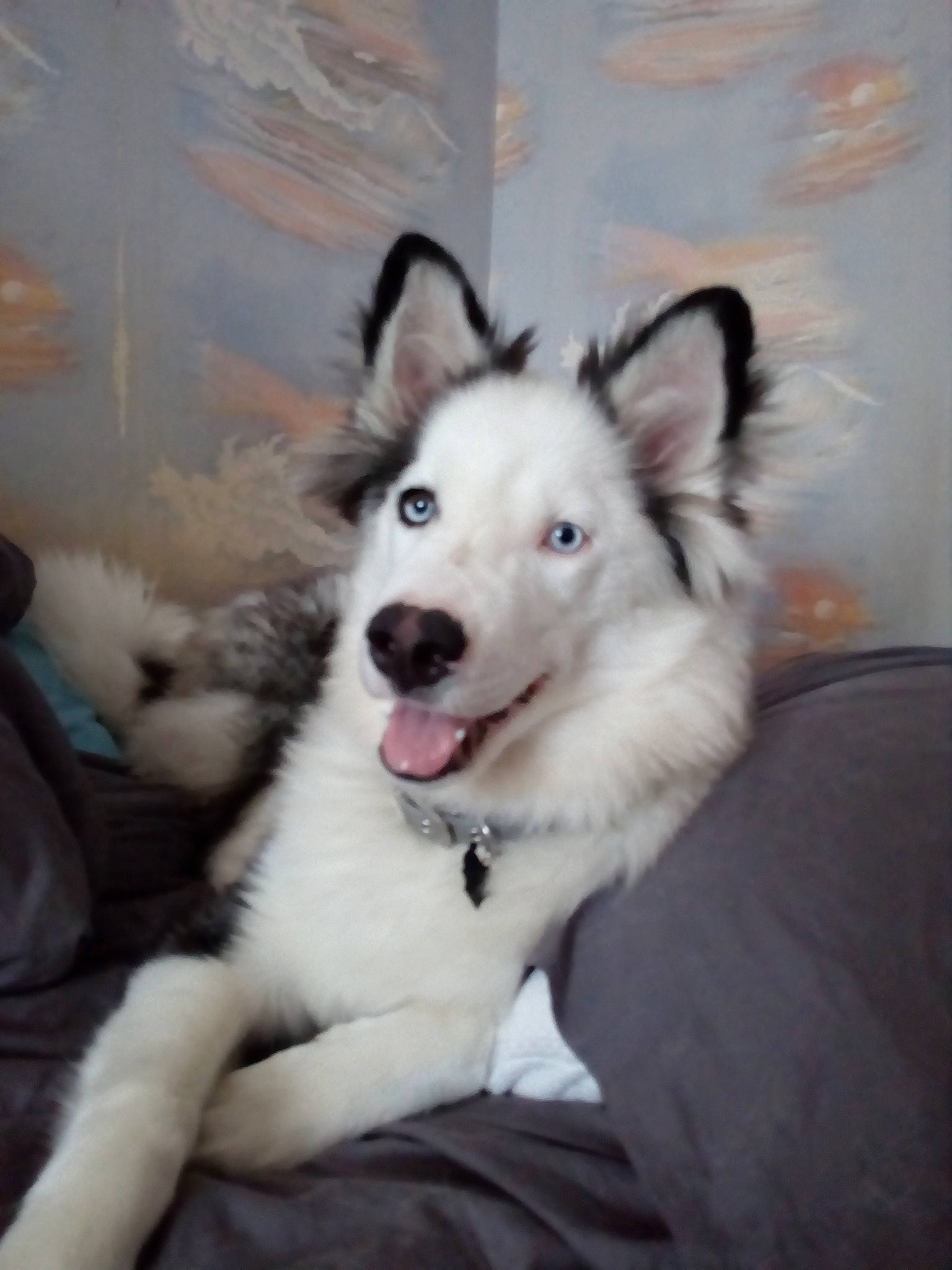 Aegon a rejoint le concours — aidez-le/la à gagner de superbes lots ! australian_collie, australian_shepherd, berger_blanc_suisse, border_collie, canidae, carnivore, companion_dog, dog, dog_breed, herding_dog, mammal, rare_breed_dog, siberian_husky, sporting_group, vertebrate, white_shepherd