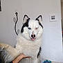 animal, black_fur, blue_eye, brown_eye, canine, cute, dog, fluffy, heterochromia, indoor, lamp, person_hand, pet, playful, sitting, switch, tongue_out, wall, white_fur, winking