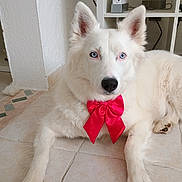 Athena a rejoint le concours — aidez-le/la à gagner de superbes lots ! animal, black_nose, blue_eyes, close_up, cute, dog, ears, electronic_device, fur_texture, home_interior, indoor, looking_at_camera, paws, pet, portrait, red_bow, relaxed, shelving, tile_floor, white_fur