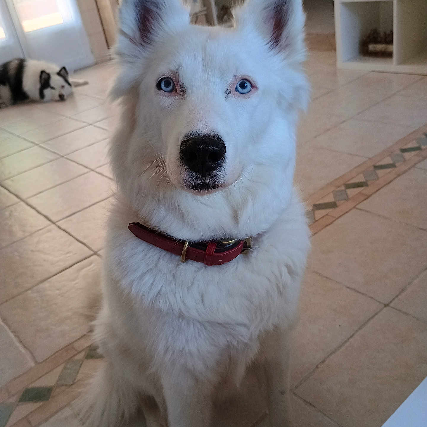 Athena a rejoint le concours — aidez-le/la à gagner de superbes lots ! animal, blue_eyes, canine, collar, companion, decor, dog, domestic, door, fur, furniture, house, indoor, light, pet, relaxed, shelf, sitting, tile_floor, white_dog