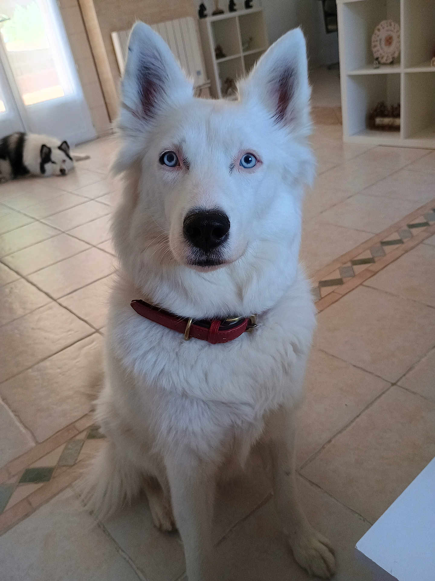 Athena a rejoint le concours — aidez-le/la à gagner de superbes lots ! dog, white_dog, blue_eyes, collar, indoor, tile_floor, sitting, pet, canine, animal, furniture, shelf, decor, door, light, relaxed, companion, house, domestic, fur