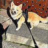 dog, puppy, small_dog, harness, leash, tongue_out, standing, outdoor, sunlight, portrait, animal, pet, fur, cream_fur, tan_fur, rustic_background, metal_gate, concrete_step, pavement, shadow