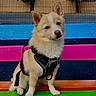dog, puppy, canine, sitting, portrait, fluffy, cream_colored, white_markings, pointed_ears, head_tilt, harness, outdoor, colorful_steps, rainbow_colors, playground, urban, building, trees, blue_sky, cute