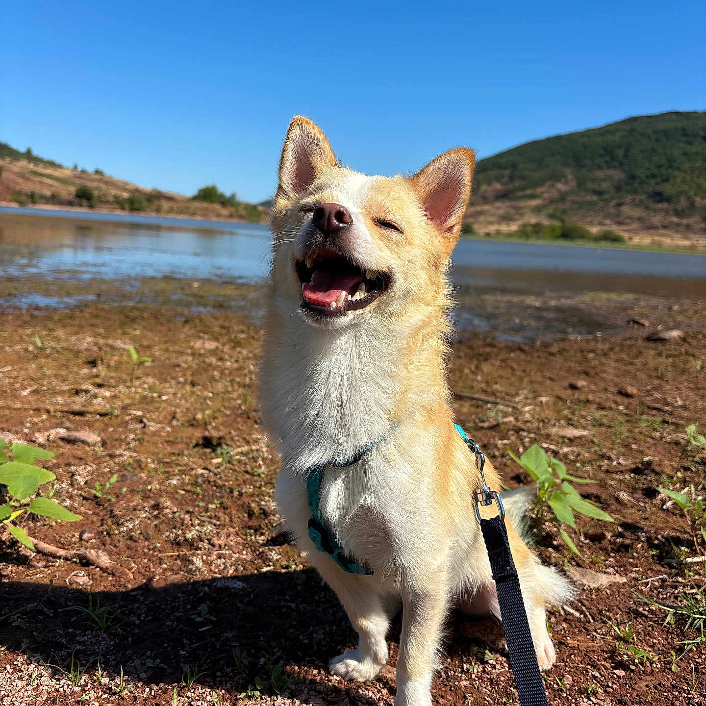 Peanut