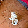 dog, small_dog, cream_fur, white_fur, standing, upright, raised_paw, front_paws, pointed_ears, dark_eyes, black_nose, pet, animal, indoors, tile_floor, terracotta_tiles, red_blanket, bed, furniture, portrait