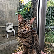 Roxy a rejoint le concours — aidez-le/la à gagner de superbes lots ! cat, tabby_cat, pet, animal, sitting, open_mouth, whiskers, green_eyes, striped_fur, portrait, window, indoor, garden, plants, tree, chair, cushion, patterned_fabric, outdoor_view, natural_light