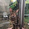cat, tabby_cat, pet, animal, sitting, open_mouth, whiskers, green_eyes, striped_fur, portrait, window, indoor, garden, plants, tree, chair, cushion, patterned_fabric, outdoor_view, natural_light