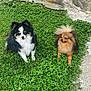 animal, canine, clover, companion, cute, dog, fluffy, fur, grass, greenery, nature, outdoor, pet, pomeranian, resting, small_dog, sunlight, two_dogs, wall, yard
