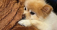 Snowy joined the competition — help win amazing prizes! dog, puppy, fluffy, blanket, brown, white, fur, pet, cute, snuggling, couch, leather, cozy, resting, animal, indoors, soft, relaxing, companion, closeup