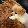 dog, puppy, fluffy, blanket, brown, white, fur, pet, cute, snuggling, couch, leather, cozy, resting, animal, indoors, soft, relaxing, companion, closeup