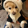 Snowy is registered to the contest to win money with this photo: dog, puppy, pet, hoodie, panda_costume, cute, fluffy, animal, indoor, person, hands, blue_pants, checkered_pants, fur, costume, clothing, adorable, cozy, soft_lighting, portrait