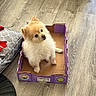 Snowy is registered to the contest to win money with this photo: dog, small_dog, fluffy, cardboard_box, purple_box, wooden_floor, indoor, pet, cute, furry, looking_up, cozy, cushion, flooring, domestic, animal, companion, curious, sitting, household