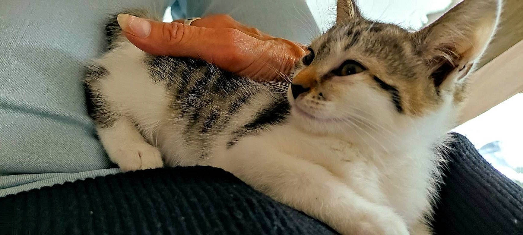 Chouquette