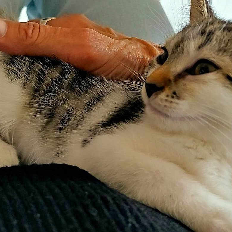 Chouquette