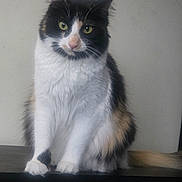 Marie joined the competition — help win amazing prizes! cat, calico, feline, pet, animal, green_eyes, fur, whiskers, sitting, indoor, furniture, wicker_basket, table, curious, portrait, domestic_animal, mammal, closeup, household, calm