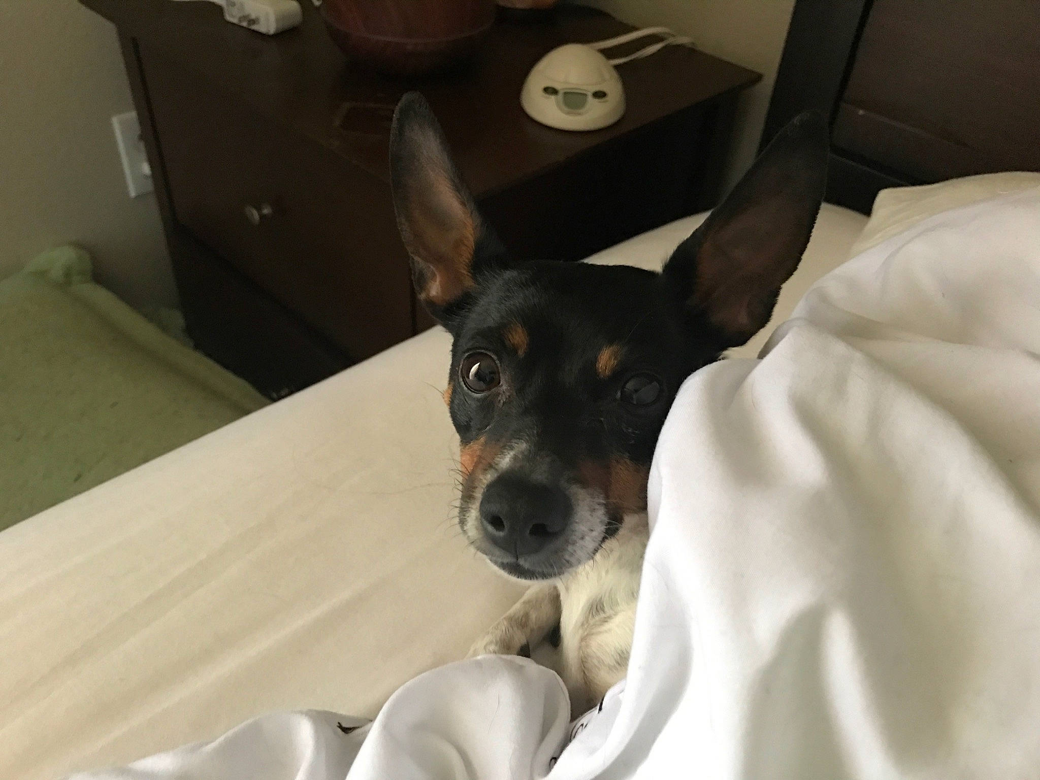 Merlín joined the competition — help win amazing prizes! canidae, carnivore, collar, comfort, companion_dog, couch, dog, dog_breed, ear, fawn, fur, linens, non_sporting_group, puppy, small_terrier, snout, sporting_group, toy_dog, whiskers, working_animal