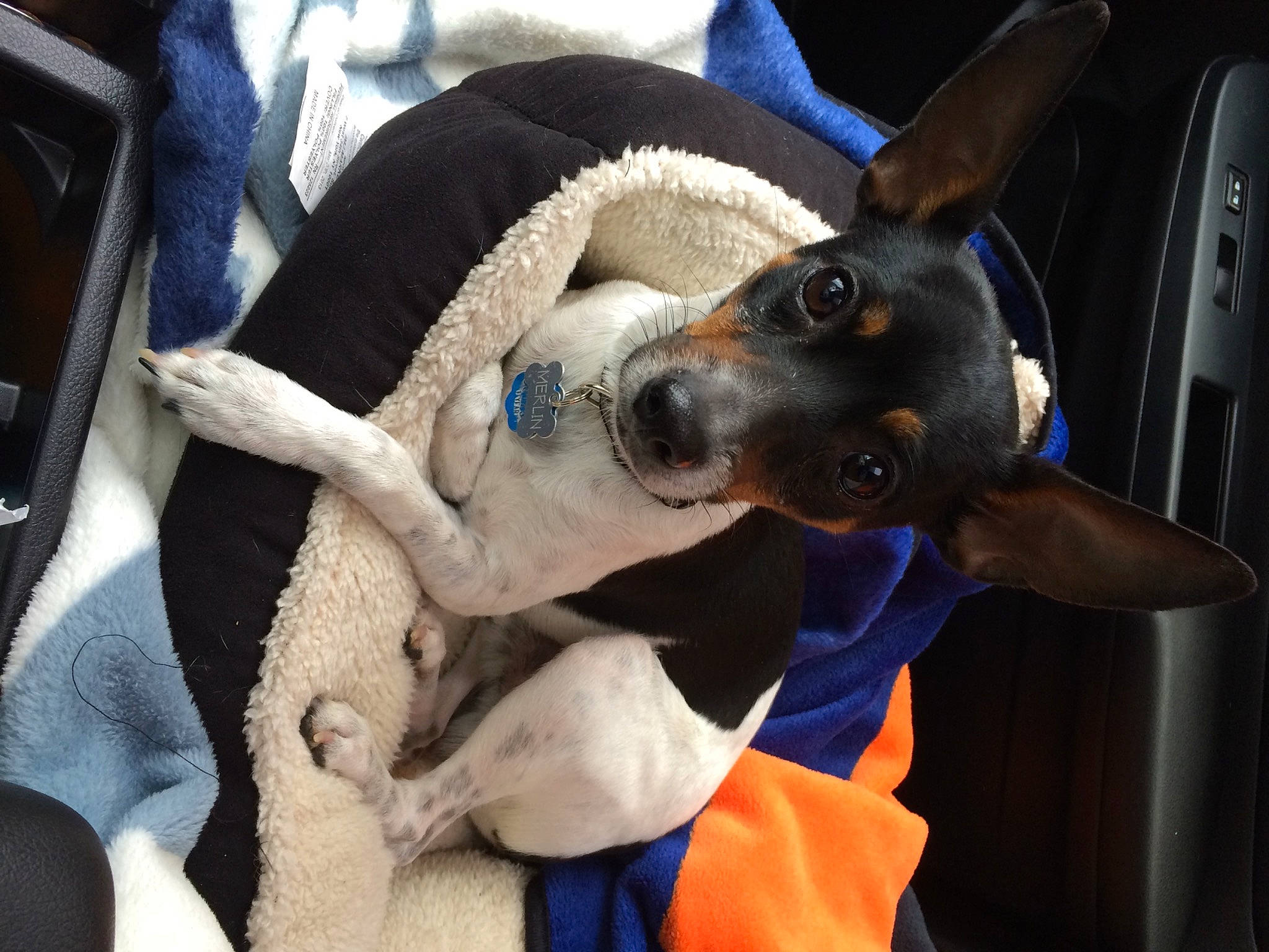 Merlín joined the competition — help win amazing prizes! canidae, collar, comfort, companion_dog, dog, dog_breed, dog_collar, dog_supply, ear, electric_blue, fawn, fur, guard_dog, non_sporting_group, pinscher, sporting_group, toy_dog, whiskers, working_animal, working_dog