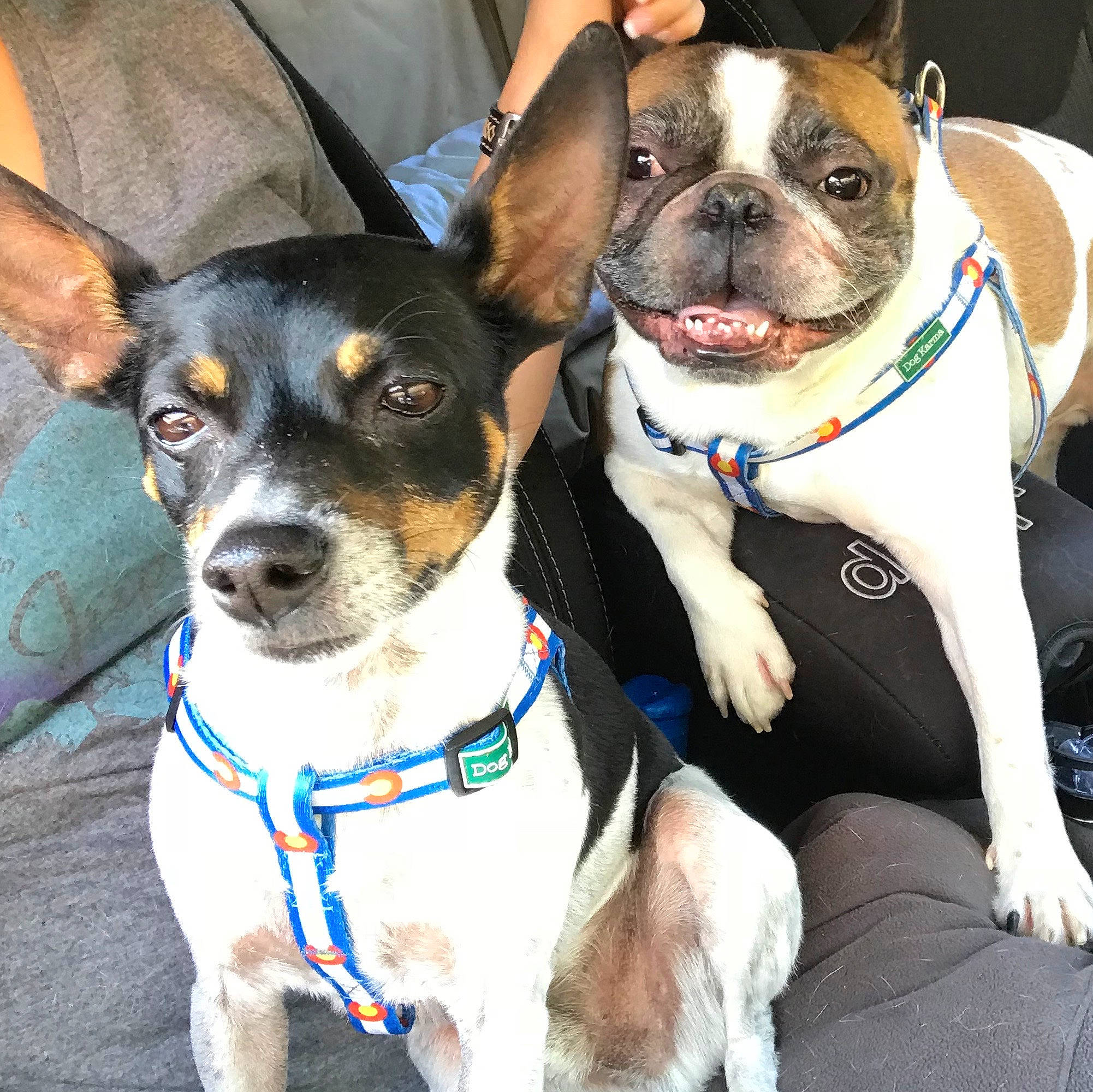 Merlín is registered to the contest to win money with this photo: bow_tie, bulldog, canidae, carnivore, collar, companion_dog, dog, dog_breed, dog_clothes, dog_collar, dog_supply, eyewear, fawn, leash, pet_supply, pug, snout, sunglasses, vertebrate, working_animal