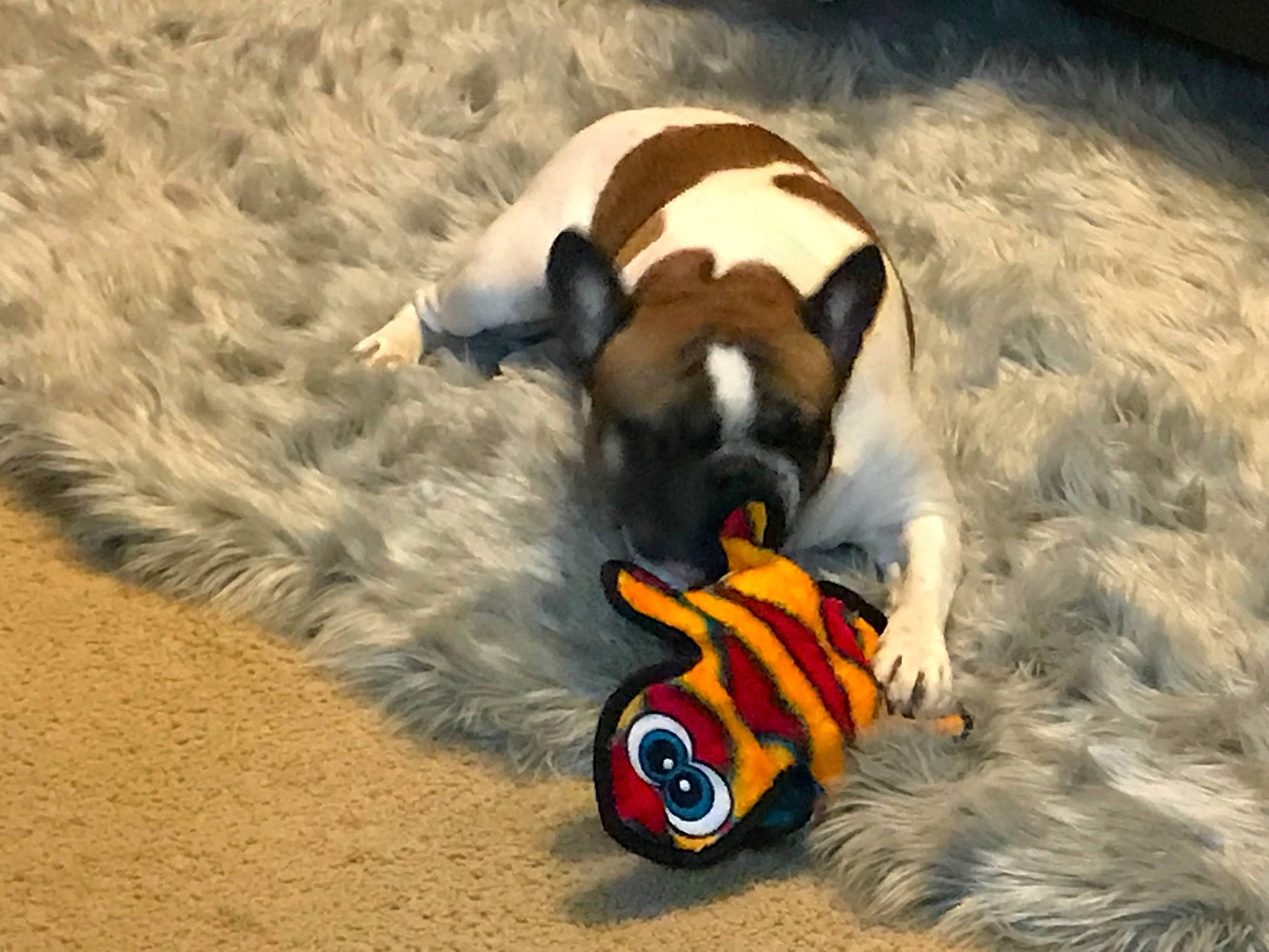 Romeo joined the competition — help win amazing prizes! canidae, carnivore, companion_dog, dog, dog_breed, fawn, flightless_bird, fun, fur, grass, landscape, mammal, personal_protective_equipment, recreation, snout, sporting_group, tail, toy, vertebrate, working_animal