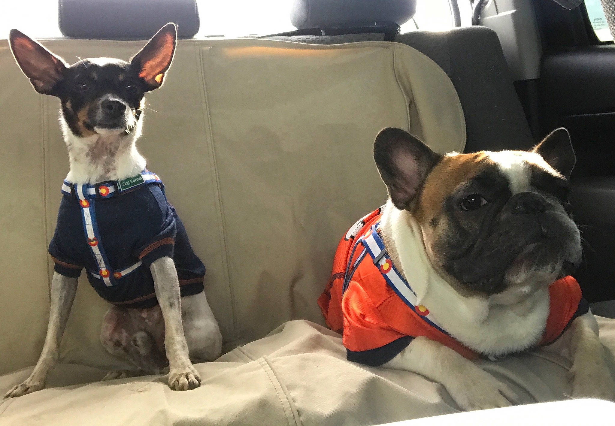 Romeo joined the competition — help win amazing prizes! canidae, car, carnivore, chihuahua, collar, comfort, companion_dog, dog, dog_breed, dog_collar, dog_supply, fawn, pet_supply, pug, snout, sporting_group, vehicle, whiskers, white, working_animal