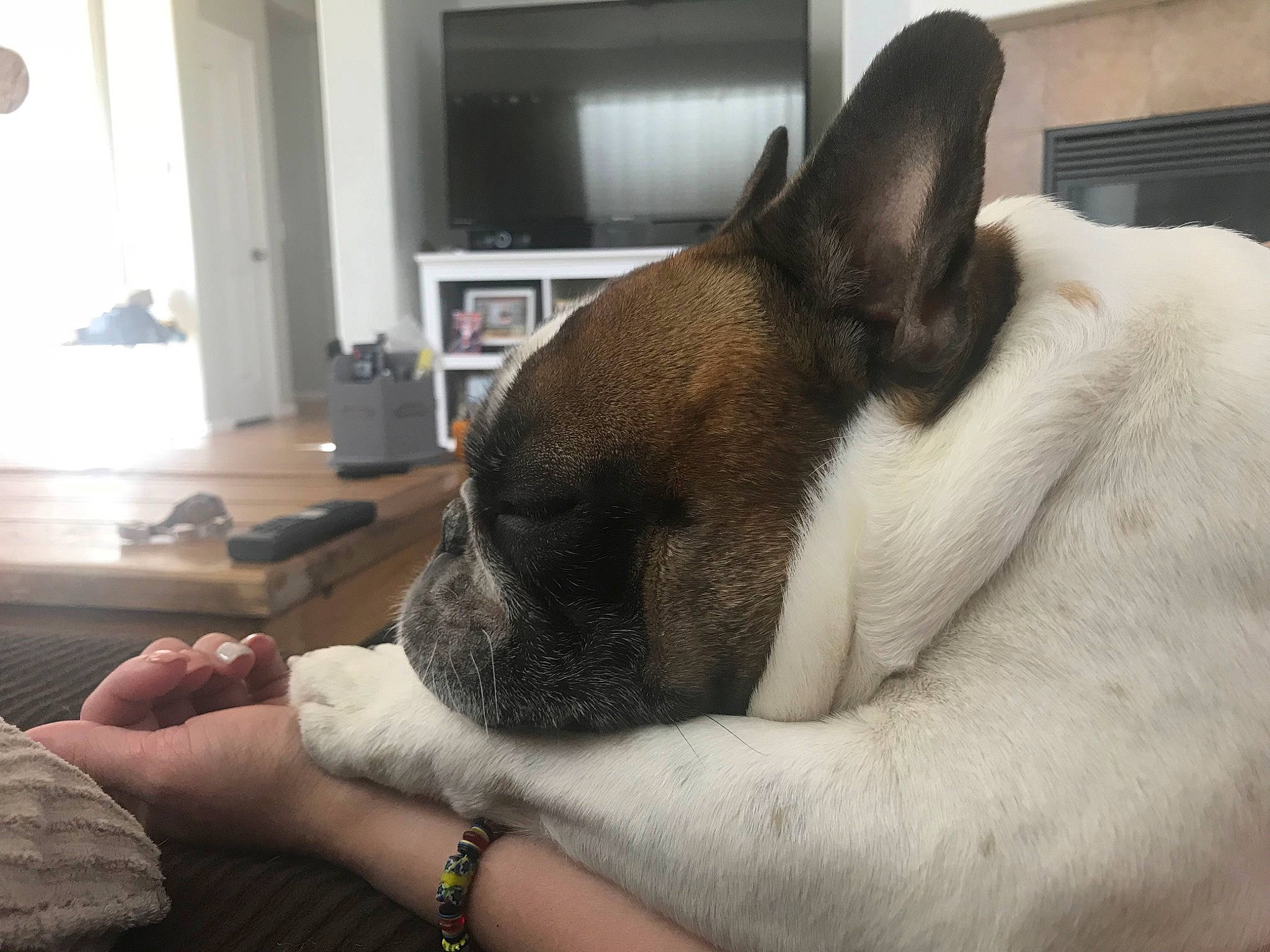 Romeo is registered to the contest to win money with this photo: bored, boston_terrier, canidae, carnivore, comfort, companion_dog, dog, dog_breed, ear, fawn, fur, home_appliance, kitchen_appliance, nap, snout, sporting_group, television, whiskers, working_animal, wrinkle