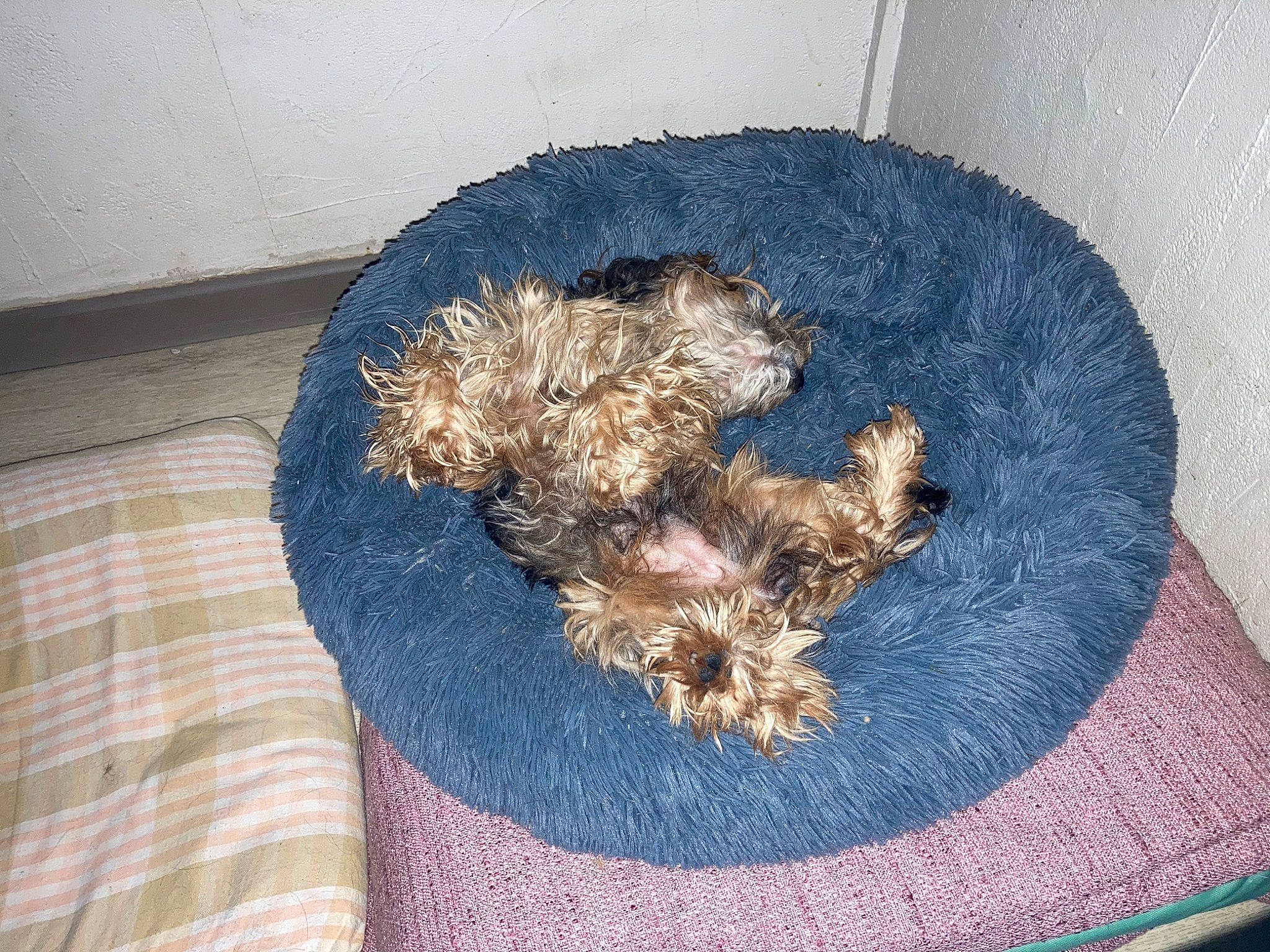 Jiminy a rejoint le concours — aidez-le/la à gagner de superbes lots ! canidae, carnivore, circle, comfort, companion_dog, dog, dog_breed, flooring, fur, labradoodle, pattern, poodle, sporting_group, terrier, toy_dog, water_dog, wood, yorkipoo