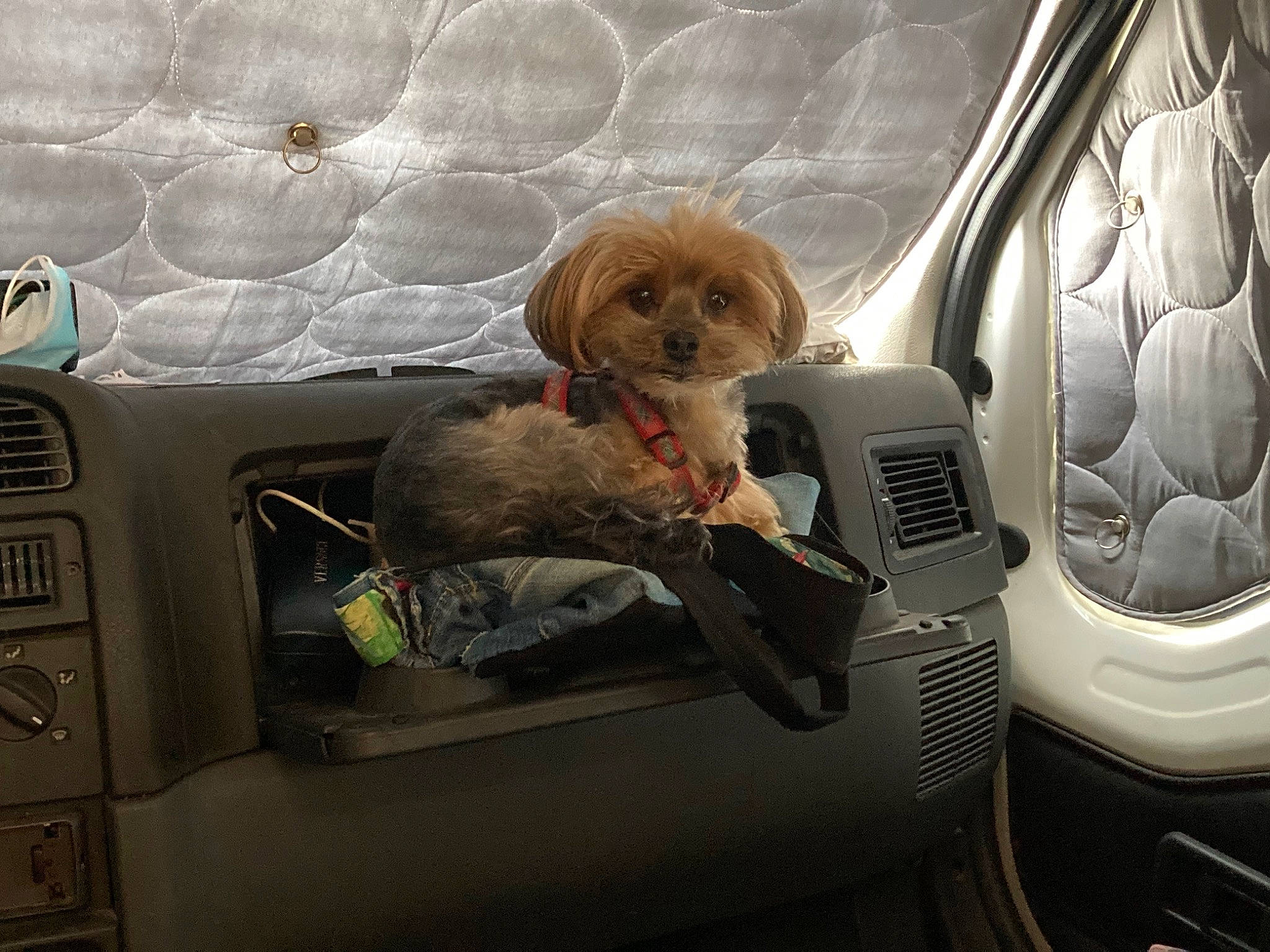 Jiminy a rejoint le concours — aidez-le/la à gagner de superbes lots ! auto_part, automotive_design, automotive_exterior, car, car_seat, car_seat_cover, carnivore, companion_dog, dog, dog_breed, family_car, liver, mode_of_transport, motor_vehicle, seat_belt, snout, sporting_group, toy_dog, vehicle, vehicle_door